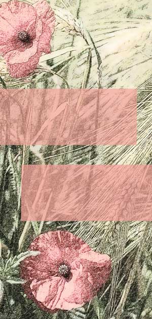 Kornfeld mit Mohnblumen in rosa und rosa Balken für Text