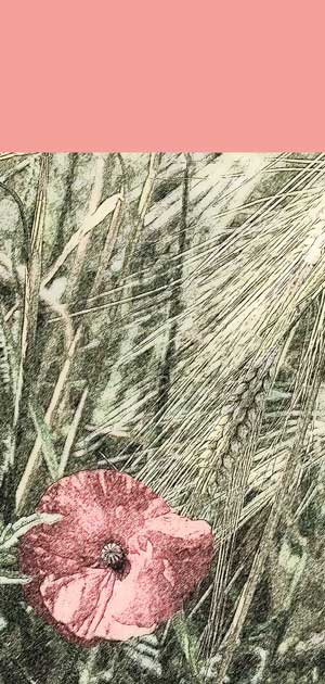 rosa Blume im Kornfeld