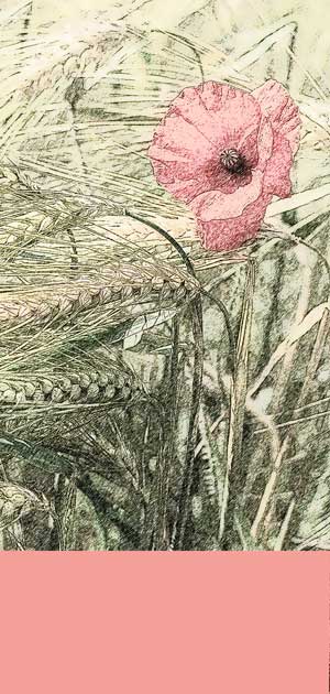 rosa Mohnblume im Kornfeld